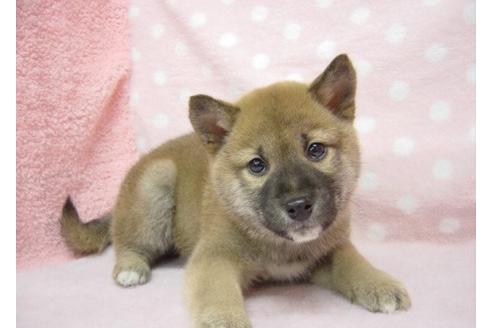 成約済の長崎県の柴犬-26331の1枚目
